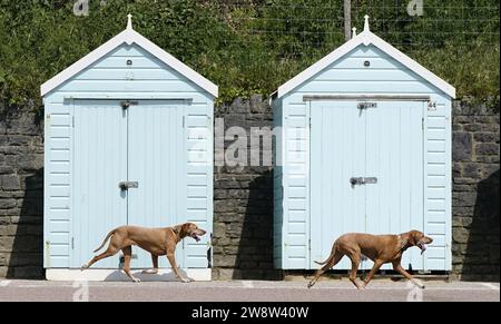 PA-BERICHT DES JAHRES 2023 Aktenfoto vom 24/05/23 - zwei Hunde machen sich auf den Weg an Strandhütten am Bournemouth Beach in Dorset. Ausgabedatum: Donnerstag, 21. Dezember 2023. Stockfoto
