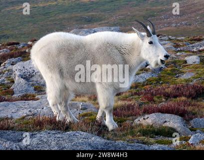 Nahaufnahme einer Bergziege, die in der Abenddämmerung in der alpinen Tundra nahe dem Gipfel des Mount evans, colorado, weidet Stockfoto