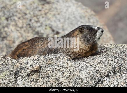 Ein gelbbbäuchiges Murmeltier, das in Granitblöcken auf dem Wanderweg bis zum Gipfel des Mount evans in den felsigen Bergen von colorado ruht Stockfoto