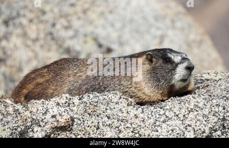 Ein gelbbbäuchiges Murmeltier, das in Granitblöcken auf dem Wanderweg bis zum Gipfel des Mount evans in den felsigen Bergen von colorado ruht Stockfoto