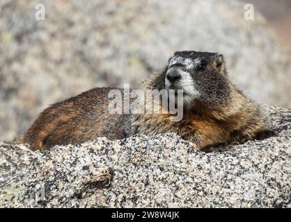 Ein gelbbbäuchiges Murmeltier, das in Granitblöcken auf dem Wanderweg bis zum Gipfel des Mount evans in den felsigen Bergen von colorado ruht Stockfoto