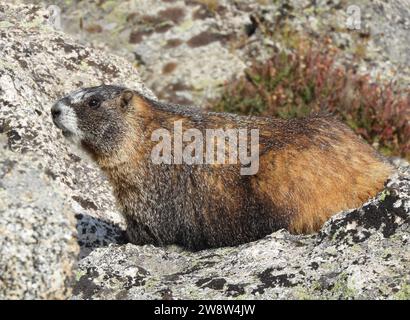 Ein gelbbbäuchiges Murmeltier, das in Granitblöcken auf dem Wanderweg bis zum Gipfel des Mount evans in den felsigen Bergen von colorado ruht Stockfoto