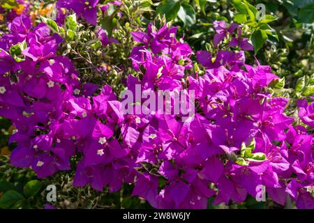 Bougainvillea ist eine beliebte tropisch blühende Pflanze im Garten. Stockfoto