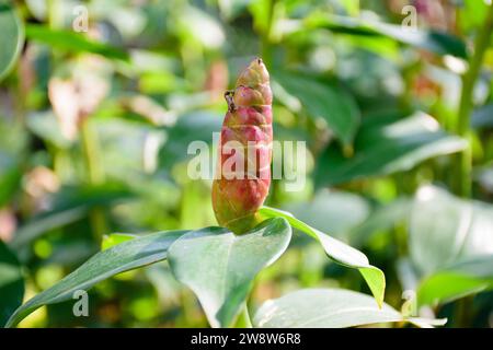 Naturschönheit: Eine Nahaufnahme einer grünen Pflanze mit einer roten Knospe, die zur Blüte bereit ist; schöne blühende rote Gartenblume Stockfoto
