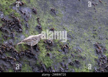 European Rock Pipit [ Anthus petrosus ] auf Algen bedecktem Felsen Stockfoto