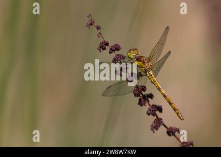 Ruddy Darter Libelle [ Sympetrum sanguineum ] weibliches Insekt auf Teichrand Vegetation, Somerset, Großbritannien Stockfoto