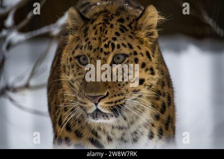 Fernöstlicher Leopard. Amur pardus Winter auf Schnee Stockfoto