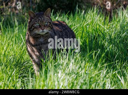 Schottische Wildkatze [ Felis silvestris ] Gefangenschaft im Westcountry Wildlife Photography Centre in Devon Stockfoto