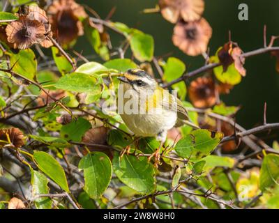 Ein gemeiner Firecrest, der auf einem Busch sitzt, sonniger Herbsttag in Cres (Kroatien) Stockfoto