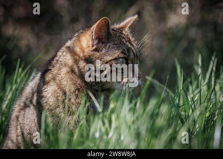 Schottische Wildkatze [ Felis silvestris ] Gefangenschaft im Westcountry Wildlife Photography Centre in Devon Stockfoto