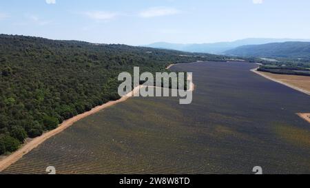 Drohnenfoto Valensole Lavendelfeld Frankreich Europa Stockfoto