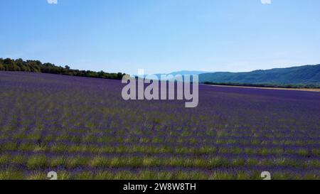 Drohnenfoto Valensole Lavendelfeld Frankreich Europa Stockfoto