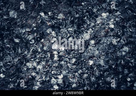 Abstrakter Hintergrund. Oyster-Textur-Hintergrund auf Korallen Stockfoto