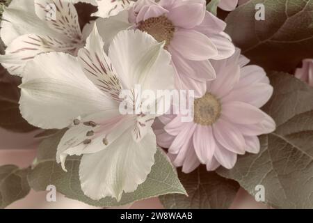 Ein Bouquet von schönen Blumen im Amaryllis und Chrysanthemen. In der Nähe vorgestellt. Stockfoto