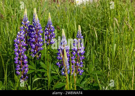 Leuchtend violette Lupinen wachsen unter hohem Gras. Stockfoto