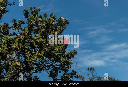 Blühender Ohia Lehua Baum im Volcanoes National Park auf der Big Island von Hawaii Stockfoto