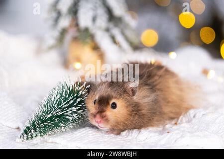 Ein lustiger, zotteliger, flauschiger Hamster knabbert am Weihnachtsbaum auf weihnachtlichem Hintergrund mit Feenlichtern und Bokeh Stockfoto