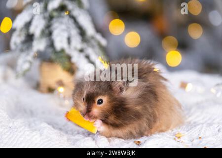 Ein lustiger, zotteliger, flauschiger Hamster knabbert eine Karotte auf weihnachtlichem Hintergrund mit Feenlichtern und Bokeh Stockfoto