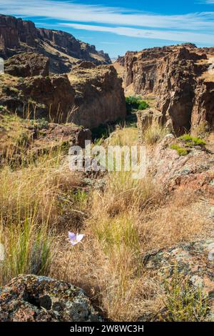 Zagged Rock Formationen im Succor Creek State Natural Area, Oregon Stockfoto