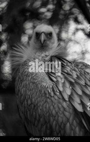 Himalaya-Geier-Nahporträt. Der Himalaya-Gänsegeier (Gyps himalayensis) ist ein Fressvogel mit Riesenschnabel Stockfoto