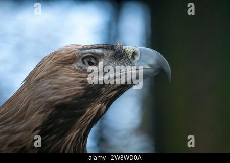 Östlicher Kaiseradler (Aquila heliaca). Wildtiere. Stockfoto