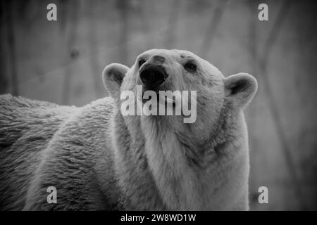 Eisbär im Nahporträt. Schließen Sie ein Porträt eines Eisbären. Schwarzweißfoto Stockfoto