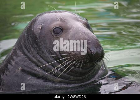 Ostseebrobbe (Halichoerus grypus macrorhynchus) im grünen Wasser in einem Becken. Stockfoto