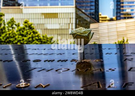 New York, USA; 1. Juni 2023: Schöne weiße Rose am World Trade Center Memorial, eine Hommage an die Opfer des Terroranschlags. Stockfoto