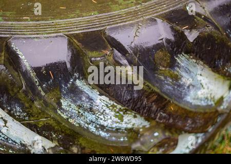 Rad im Wald. Großer Reifen. Alte Reifen aus dem Auto. Tritt aus einem alten Auto. Stockfoto
