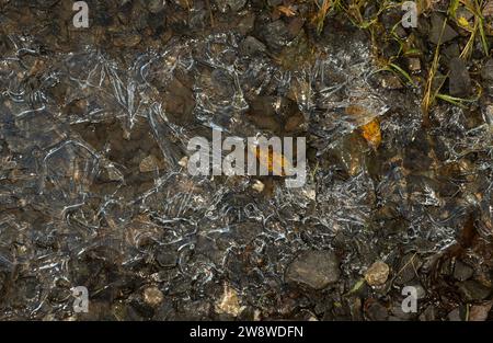 In eisigen Wintern bildet sich morgens Eis auf Pfützen und an den Rändern von Teichen und Bächen. Wasser ist eine der wenigen Substanzen, die in allen drei staaten gefunden werden. Stockfoto