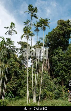 Hohe Kokospalmen, Porträt-Blick Stockfoto