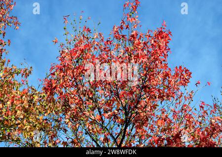 Blätter und Früchte von amerikanischem Süßgummi (Liquidambar styraciflua) im Herbst. Stockfoto