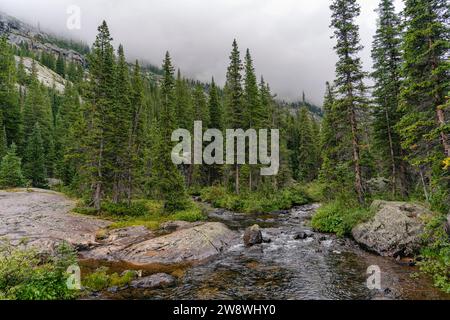 Moody Nachmittag in den Wäldern der Holy Cross Wilderness, Colorado Stockfoto