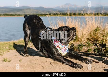 Alte schwarze Labrador Retriever spielen sich am See verbeugen Stockfoto