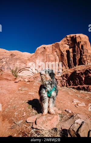 Eine Aussiedoodle Pudelmischung steht im Winter auf Felsen in der Wüste Moab Stockfoto