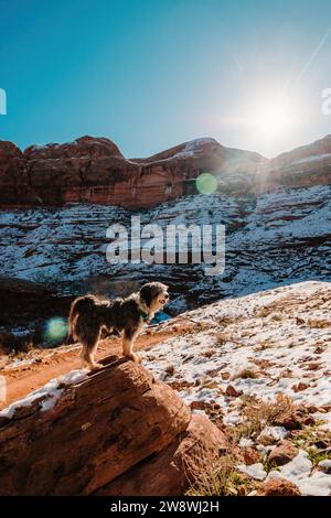 Eine Aussiedoodle Pudelmischung steht im Winter auf Felsen in der Wüste Moab Stockfoto