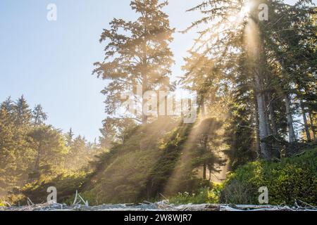 Sonnenaufgang am abgelegenen malerischen Strand im Olympic National Park Stockfoto