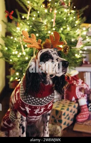 Hund mit einem weihnachtspullover vor einem weihnachtsbaum Stockfoto