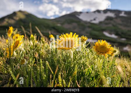 Alter Mann des Berges in einer alpinen Umgebung, Colorado Stockfoto