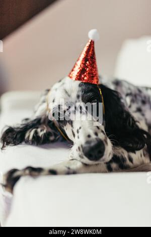 Ein Hund trägt einen weihnachtsmütze mit Glitzereffekt Stockfoto