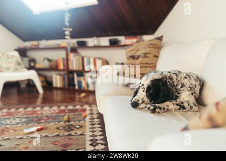 Englischer Setter-Hund schläft auf dem Sofa Stockfoto