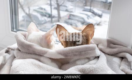 Tabby-Kätzchen und weiße orientalische Katze, die aus dem Fenster auf der Winterstraße blicken Stockfoto
