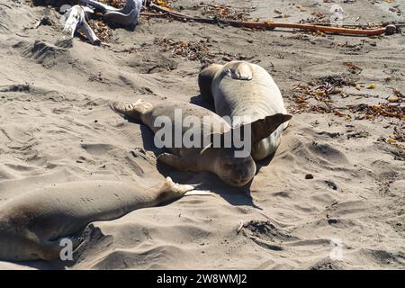 Zwei Elefantenrobben schlafen am Piedras Blancas Beach Stockfoto