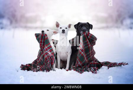 Winterporträt von Terriern, die eine weihnachtsdecke halten. Stockfoto