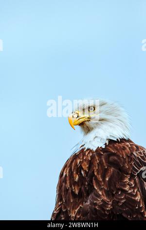 Ein Weißkopfadler blickt vor einem blauen Himmel. Stockfoto