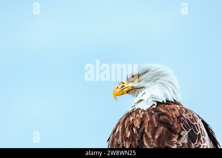 Ein Weißkopfadler blickt vor einem blauen Himmel. Stockfoto