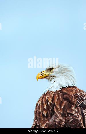 Ein Weißkopfadler blickt vor einem blauen Himmel. Stockfoto