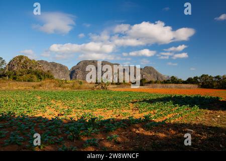 Tabakplantage im Valley de Vinales, Pinar del Rio, Kuba. Stockfoto