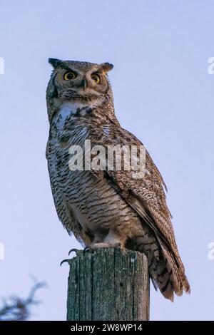 Eine große gehörnte Eule, die auf einem Stab sitzt, auf der Jagd nach Beute Stockfoto