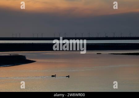 Silhouette zweier schwimmender Enten, in der Ferne eine Reihe von Offshore-Windturbinen bei Sonnenuntergang auf der Insel Borkum, Niedersachsen Stockfoto